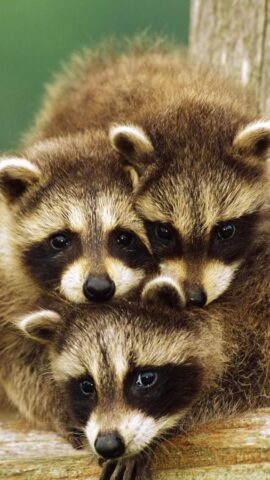 Животные Живые Обои для Android — скриншот 5