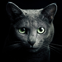 Найди кота для iPhone для iOS