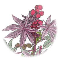 Фитосанитарный мониторинг для Android