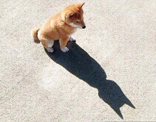 Смешные видео для Android — скриншот 2