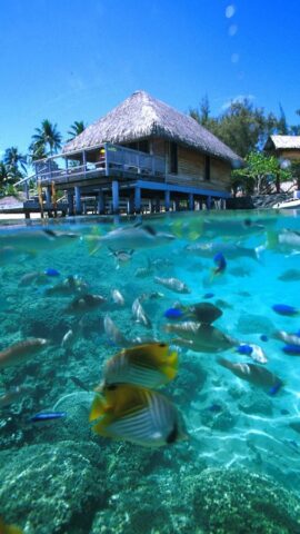 Живые Обои Райский Остров для Android — скриншот 4