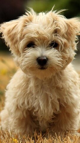 Милые Щенки Живые Обои для Android — скриншот 3