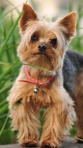 Милые Щенки Живые Обои для Android — скриншот 4