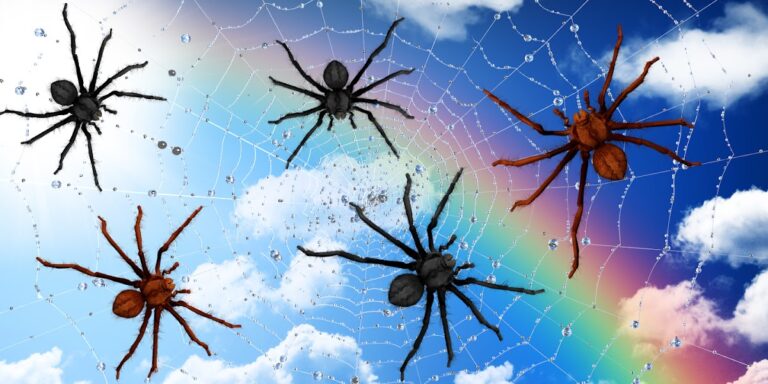 Пауки, живые обои для Android — скриншот 3