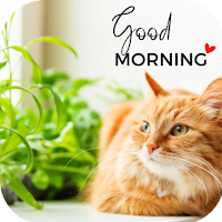 Cat Good Morning для Android