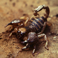 скорпион обои для Android