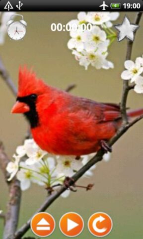 Птицы звонки Звуки для Android — скриншот 3
