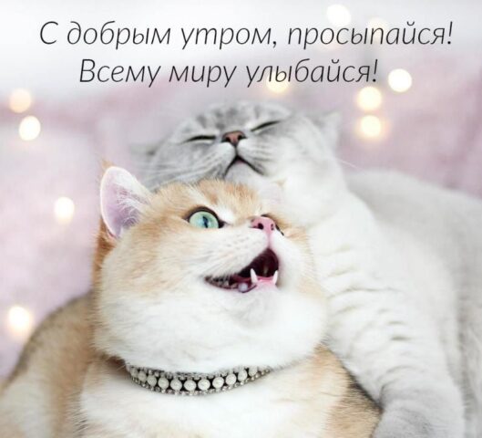 Доброе Утро 0ткрытки для Android — скриншот 2