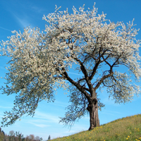 Экогид — Деревья летом для iOS