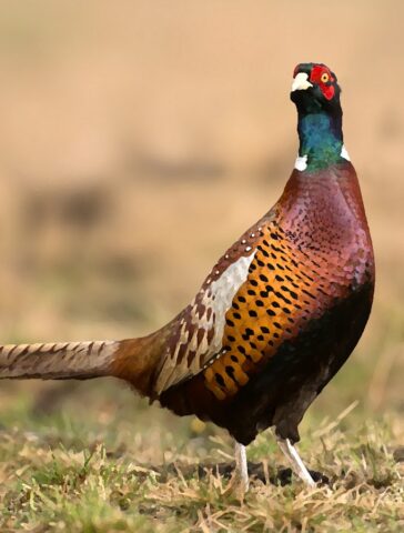 Pheasant sounds для Android — скриншот 1