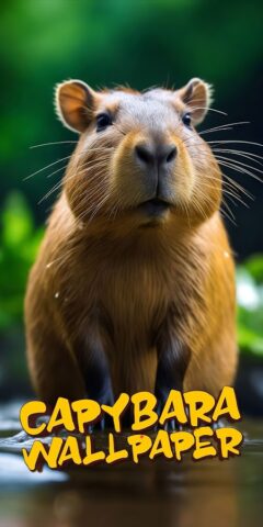 капибара обои для Android — скриншот 1