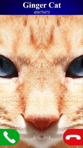 звонок поддельный кот игра для Android — скриншот 2