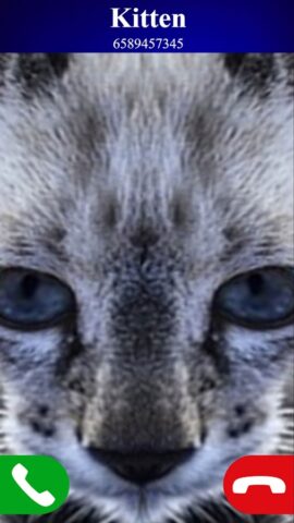 звонок поддельный кот игра для Android — скриншот 3