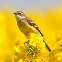 Экогид — Птицы для iOS