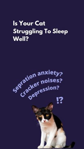 Cat Music — Relax my Cat для Android — скриншот 1