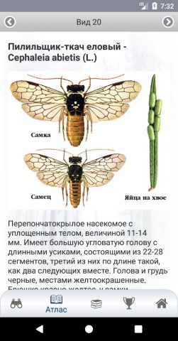 ЭкоГид: Насекомые-вредители для Android — скриншот 4