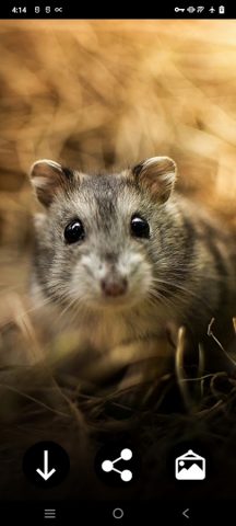 Обои с Хомячками для Android — скриншот 3