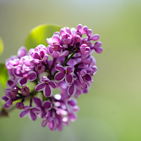 Сирень Живые Обои для Android