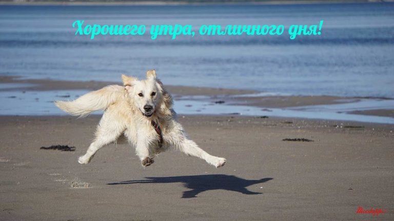 Прикольные с добрым утром для Android — скриншот 4