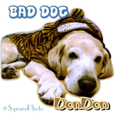 Фото без обрезки для Android — скриншот 1