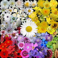 Что это за цветок? для iOS