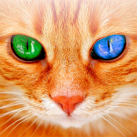 Переводчик на кошачий язык для Android