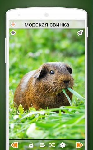 160+ Звуки животных для Android — скриншот 4