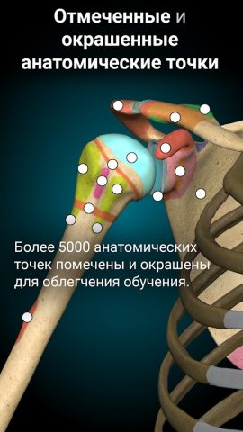 Anatomy Learning — 3D анатомия для Android — скриншот 3