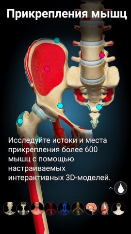 Anatomy Learning — 3D анатомия для Android — скриншот 4
