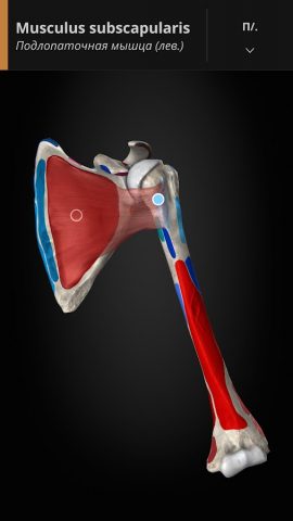 Anatomyka — 3D анатомия для Android — скриншот 5