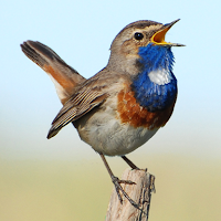 Голоса птиц России PRO для Android