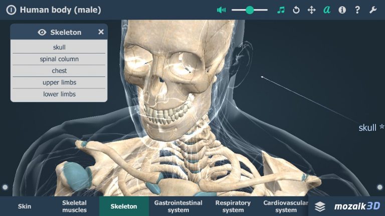 Human body (male) 3D scene для Android — скриншот 2