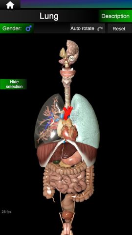 Internal Organs in 3D Anatomy для Android — скриншот 2