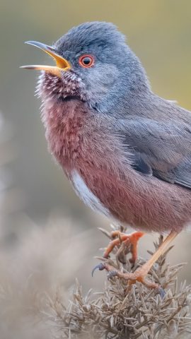 Merlin Bird ID by Cornell Lab для Android — скриншот 1