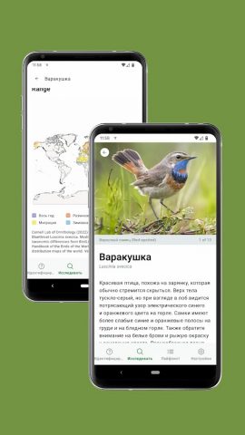 Merlin Bird ID by Cornell Lab для Android — скриншот 4