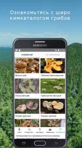 Mushroom Identify (признать гр для Android — скриншот 4