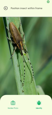 Определитель Насекомых AI для Android — скриншот 4
