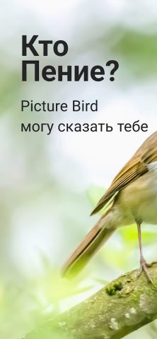 Picture Bird — Распознать птиц для Android — скриншот 1