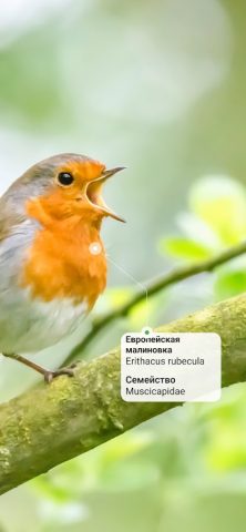 Picture Bird — Распознать птиц для Android — скриншот 2