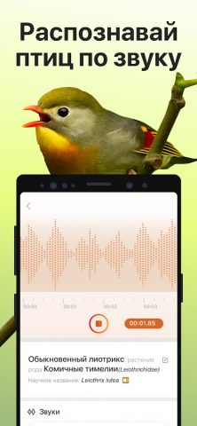 Picture Bird — Распознать птиц для Android — скриншот 3