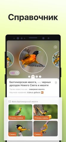 Picture Bird — Распознать птиц для Android — скриншот 4