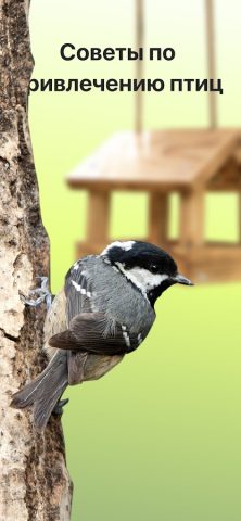 Picture Bird — Распознать птиц для Android — скриншот 5