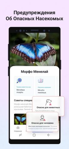 Picture Insect: Bug Identifier для Android — скриншот 3