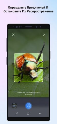 Picture Insect: Bug Identifier для Android — скриншот 4