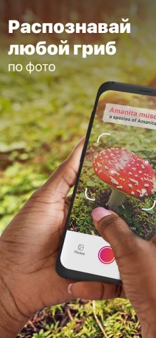 Picture Mushroom — Mushroom ID для Android — скриншот 1