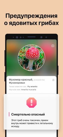 Picture Mushroom — Mushroom ID для Android — скриншот 3