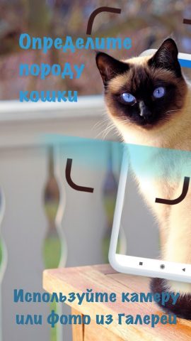 Породы кошек — идентификатор для Android — скриншот 1