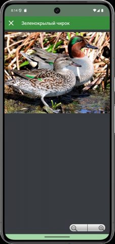 Прогрессивный Утиный манок для Android — скриншот 4