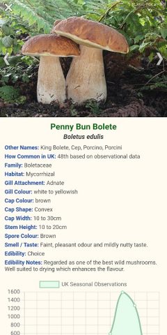 Shroomify — Mushroom Identific для Android — скриншот 2