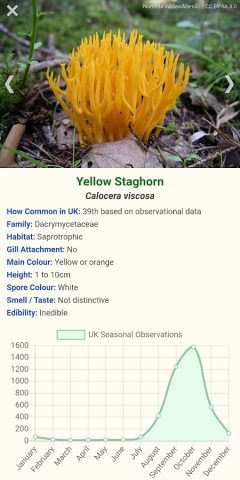Shroomify — Mushroom Identific для Android — скриншот 3